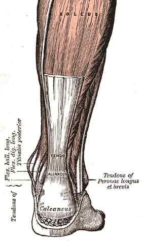 Différence entre le tendon et l'aponévrose