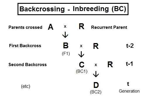 Unterschied zwischen Testkreuz und Backcross