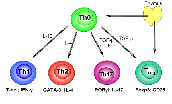 Différence entre les cellules d'assistance Th1 et Th2