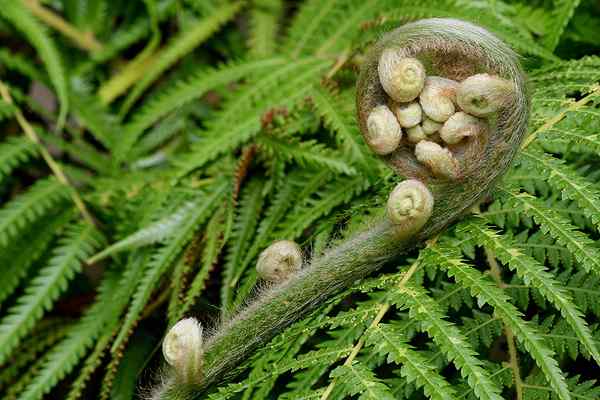 Perbezaan antara thallophyta dan pteridophyta