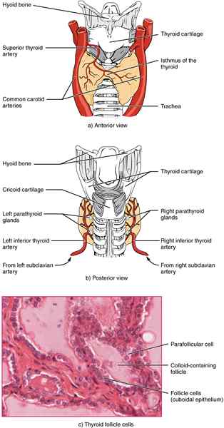 Perbezaan antara tiroid dan parathyroid