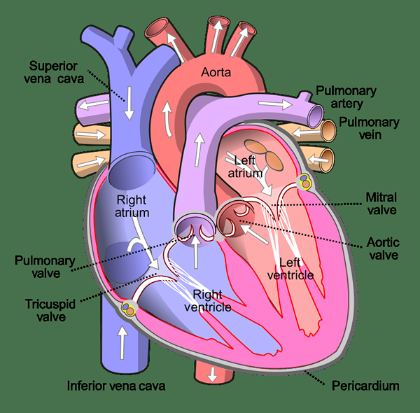 Perbezaan antara tisu dan organ