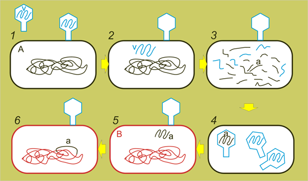 Perbezaan antara transfection dan transduction