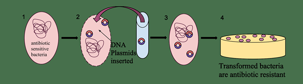 Différence entre la transformation et la transduction