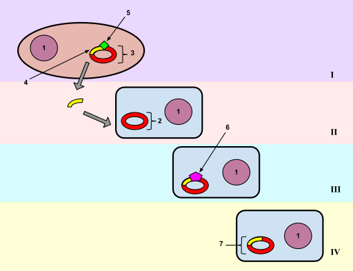 Différence entre la transformation et la transmutation