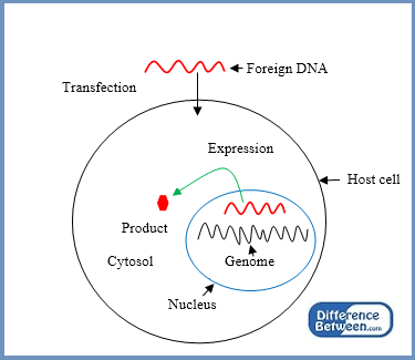 Diferencia entre transfección transitoria y estable