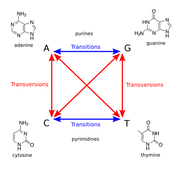 Diferencia entre transición y transversión