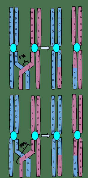 Différence entre la translocation et la traversée