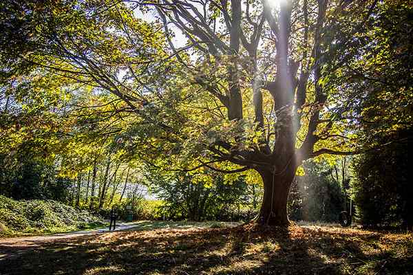 Unterschied zwischen Baum und Pflanze