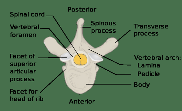 Perbedaan antara vertebra khas dan atipikal