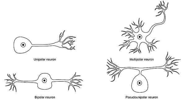 Différence entre le neurone unipolaire et pseudounipolaire