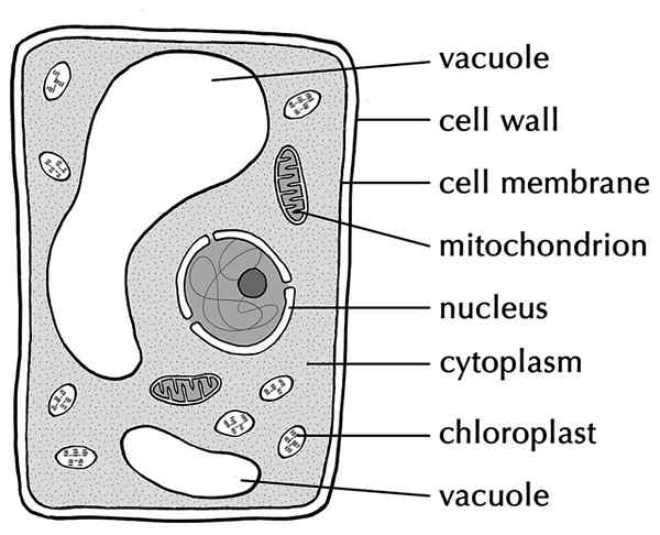 Diferencia entre vacuolas y vesículas