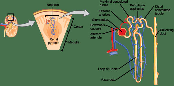 Diferencia entre Vasa Recta y capilares peritubulares