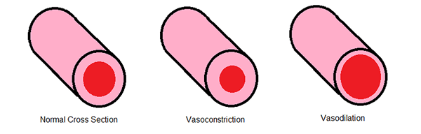 Différence entre vasoconstriction et vasodilatation