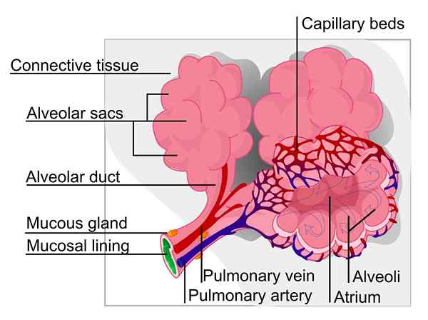 Diferencia entre Villi y Alveoli