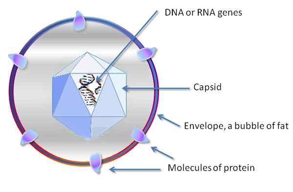 Unterschied zwischen Virus und Prion