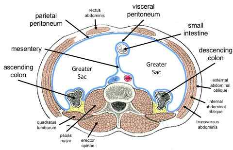 Perbezaan antara membran serous visceral dan parietal