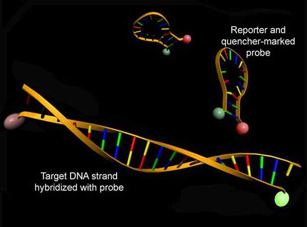 Diferencia entre VNTR y sonda