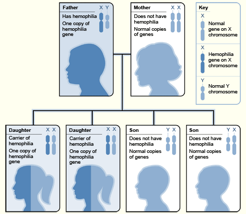 Diferencia entre la enfermedad de Von Willebrand y la hemofilia