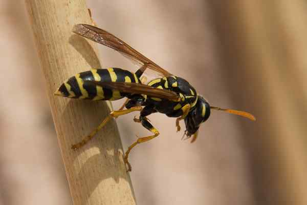 Différence entre guêpe et Hornet Sting