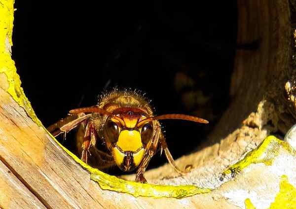 Diferencia entre Wasp y Hornet