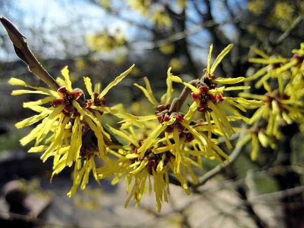 Diferencia entre el hamamelis y el peróxido de hidrógeno