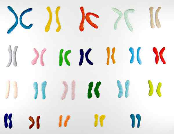 Diferencia entre los cromosomas XX y XY