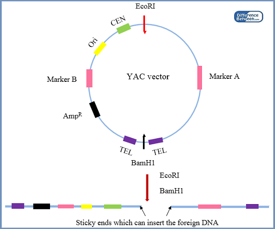 Diferencia entre los vectores YAC y BAC