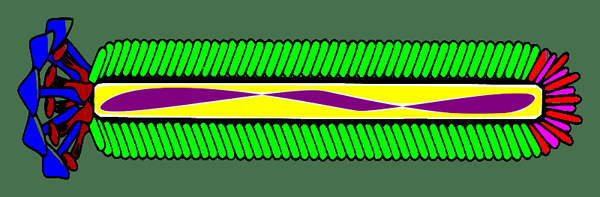 Différence entre le vecteur de phage YAC et M13