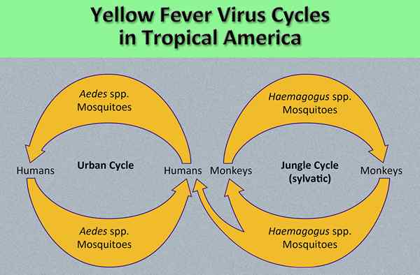 Diferencia entre la fiebre amarilla y la ictericia