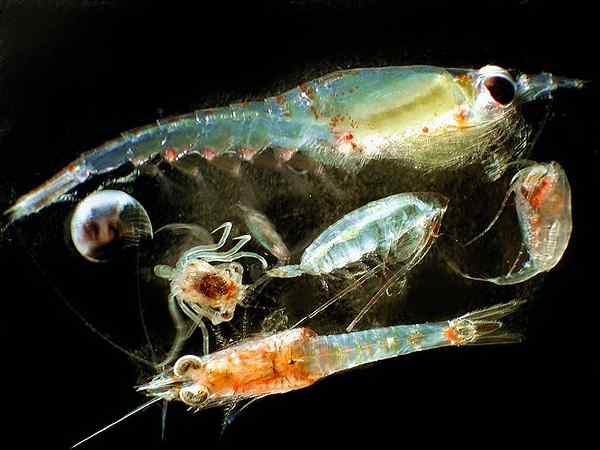 Perbedaan antara zooplankton dan phytoplankton