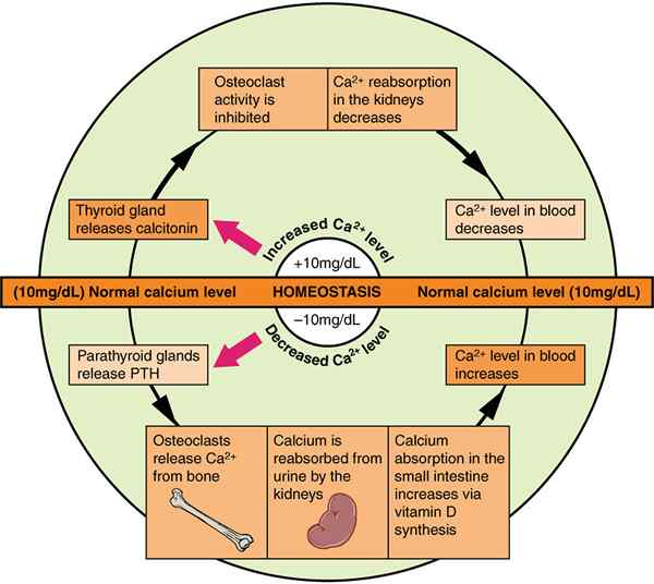 Diferencias entre la homeostasis y el metabolismo