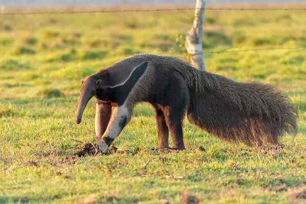 Perbezaan antara Aardvarks dan Anteaters