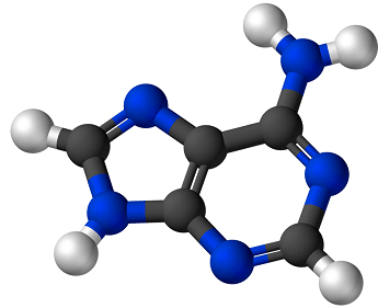 Différence entre l'adénine et la guanine