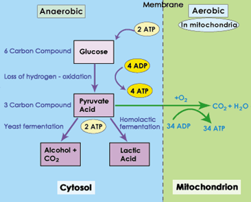 Perbezaan antara glikolisis aerobik dan anaerobik