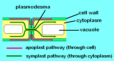 Différence entre apoplaste et symplasment