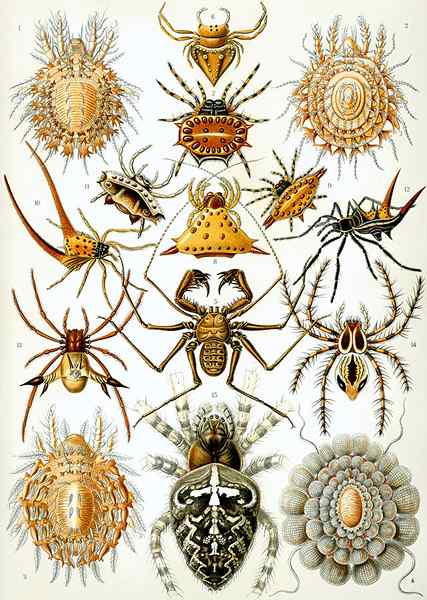 Différence entre les arachnides et les crustacés