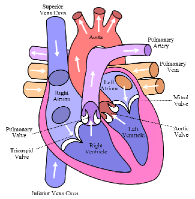 Perbezaan antara atria dan ventrikel