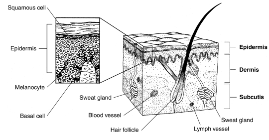 Unterschied zwischen Basalzelle und Plattenepithelzelle