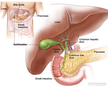 Diferencia entre la vejiga y la vesícula biliar