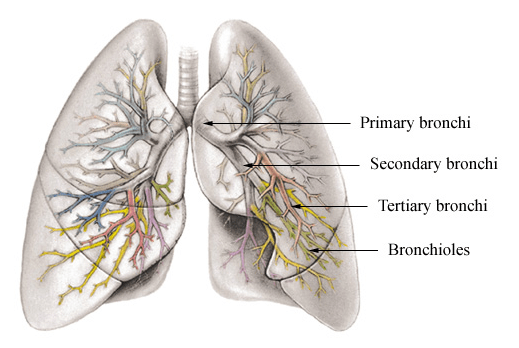 Différence entre les bronches et les bronchioles