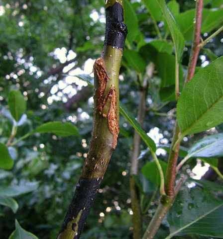 Unterschied zwischen Knospen und Pfropfung