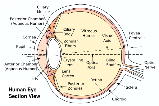 Unterschied zwischen Katarakt und Glaukom