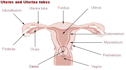 Diferencia entre cuello uterino y útero