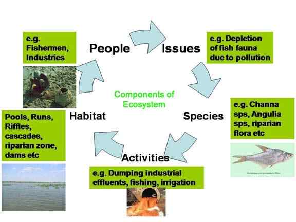 Différence entre écologique et environnemental