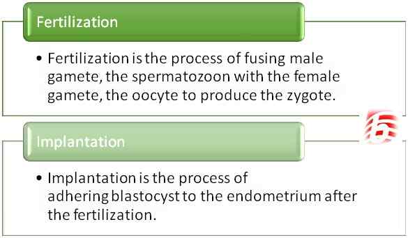 Diferencia entre fertilización e implantación