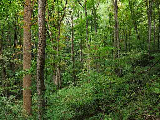 Perbedaan antara hutan dan hutan