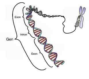 Diferencia entre genes y rasgos