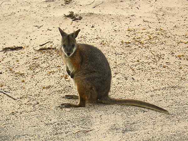 Perbedaan antara kanguru dan wallaby