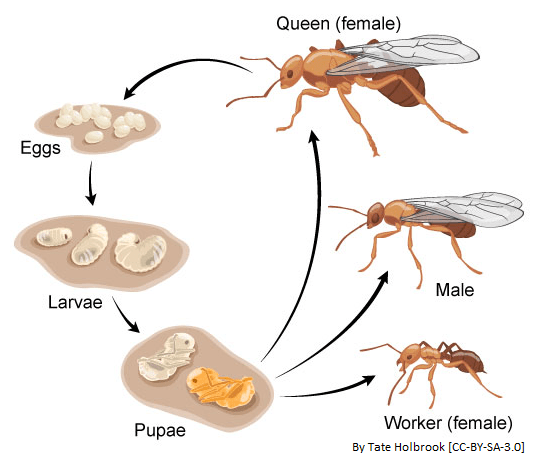Perbezaan antara larva dan pupa